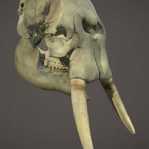 african elephant skull replica replica elephant skull nature-watchnature-watch|Nature.